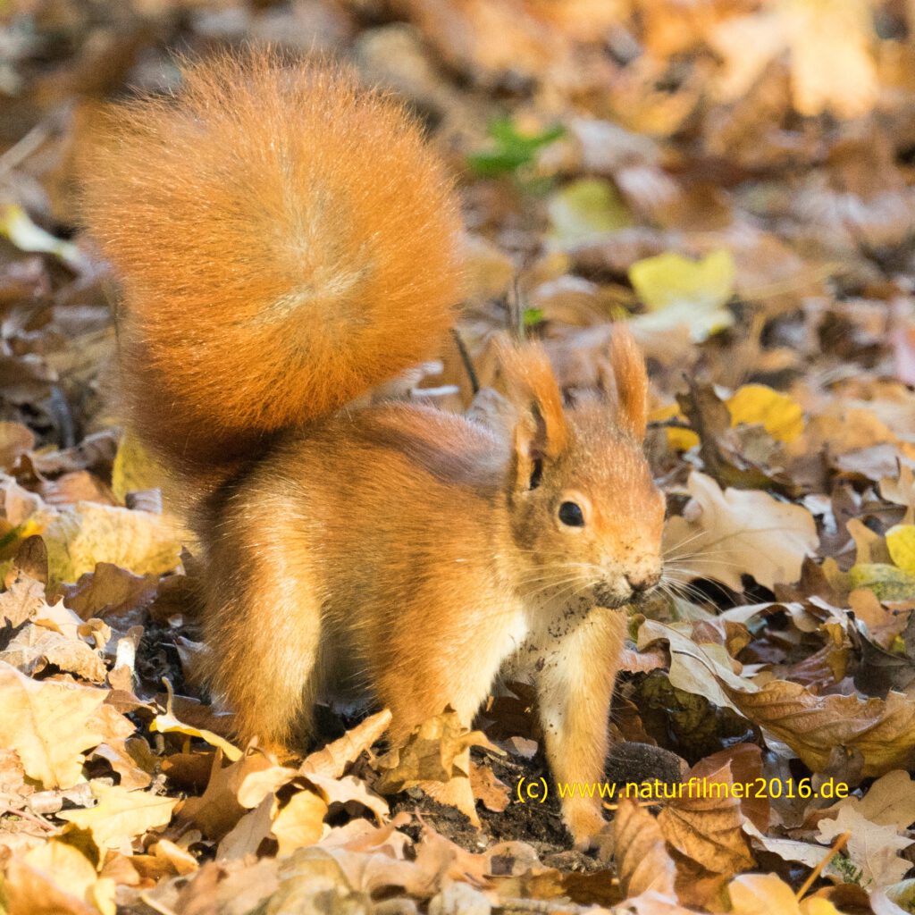 Eichhörnchen