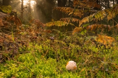 20201019_herbst_wald_nebel_DSC04551_5x5_meta