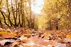 20201026_herbst_Taben_Wanderweg3_DSC04671_5x5_meta