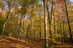 20201031_herbst_buchholz_DSC04729_3000er_meta