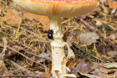 20201102_pilze_Kaefer_DSC04757_5x5_meta