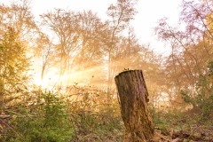 20201106_herbst_nebel_DSC04807-HDR_5x5_meta