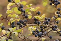 20201109_schlehen_hamm_DSC04956_5x5_meta