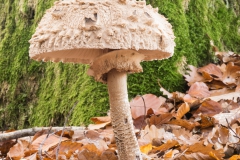 20201114_herbst_Pilze_DSC05060_5x5_meta