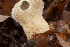 20201114_herbst_Pilze_DSC05064_5x5_meta