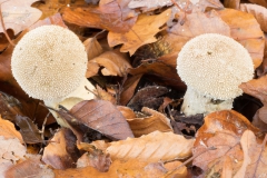 20201114_herbst_Pilze_DSC05066_5500_meta