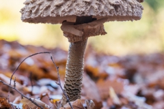 20201114_herbst_Pilze_DSC05070_ps_meta