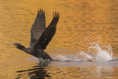 20201120_kormoran_DSC05168_16x9_meta