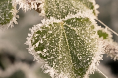 20201130_raureif_efeu_DSC05456_5x5_meta