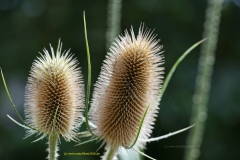 20190814_saartal_WeberKarde_DipsacusSativus-10_meta