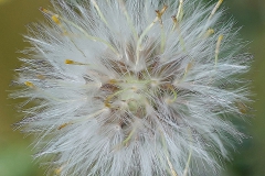 20200411_blume_pusteblume__DSC09627_5x5_meta