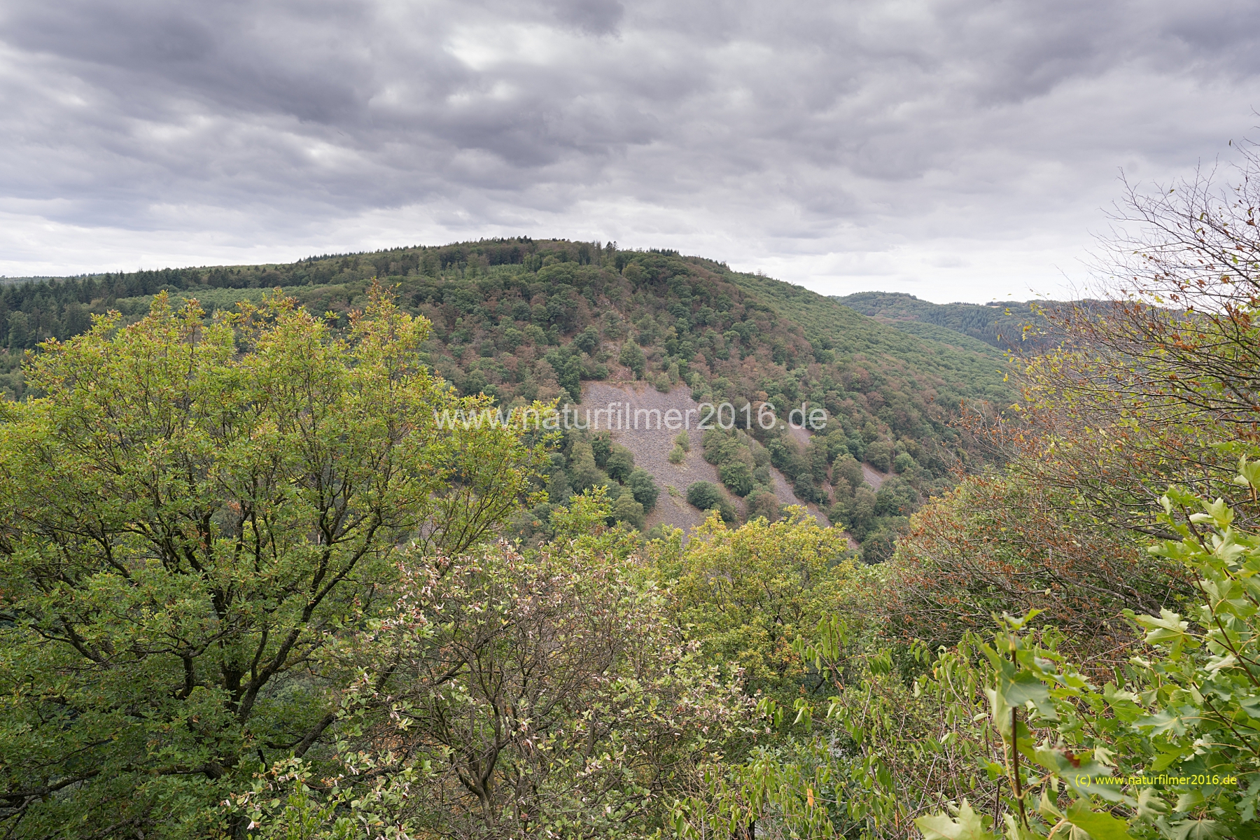 20200823_TS_Shb_Pfad_Urwald_DSC03714_3000er_meta