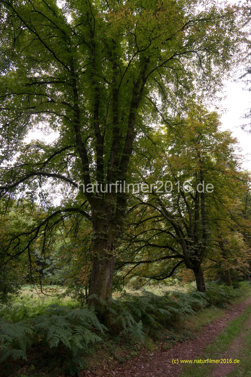 20200823_TS_Shb_Pfad_hundscheiderweiher_DSC03698_3000er_meta