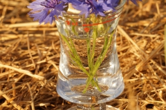 20200802_kornblume_DSC03217_meta