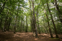 20200818_Saarhunsruecksteig_Bergener_DSC03509_3000er_meta