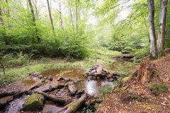 20200818_Saarhunsruecksteig_Bergener_DSC03515_3000er_meta