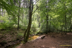 20200818_Saarhunsruecksteig_Bergener_DSC03526_3000er_meta