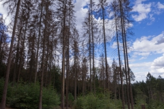 20200829_kaeferbefall_Lr_DSC03814_3000er_meta