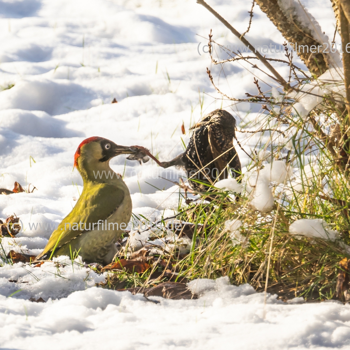 20210115_specht_star_futterneid_DSC06518_TV_ausschnitt_meta