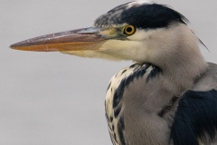 20210107_fischreiher_DSC06130_kopf_5x5_meta