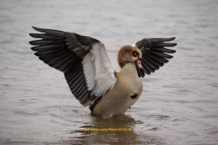 20210107_nilgans_DSC06122_meta