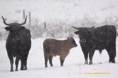 20210108_Taurusrinder_DSC06175_3000er_meta