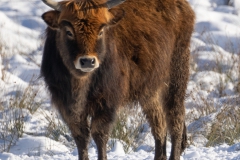 20210109_winter_panzhaus-13_1500_5x5_meta