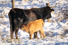 20210110_Winter_Taurusrinder_DSC06304_meta