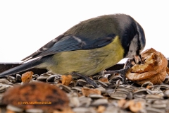 20210114_winter_meise_DSC06399_16x9_meta