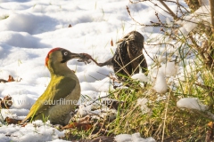 20210115_specht_star_futterneid_DSC06518_TV_ausschnitt_meta