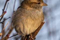 20210115_winter_sperling_DSC06544_5x5_meta