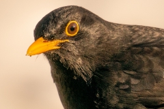 20210212_Amsel_DSC07087_5x5_meta