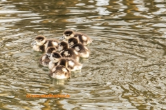 20210218_Nilgans_kueken_DSC0375_2x3_meta