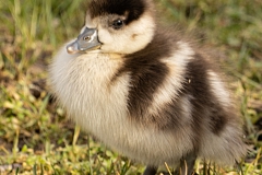 20210218_Nilgans_kueken_DSC07368_1125er_5x5_meta