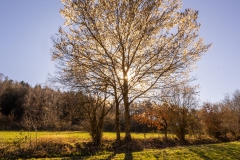 20210228_baum_sonnenstrahlen_weide_DSC07570-HDR_meta