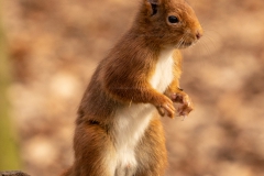 20210303_eichhoernchen_DSC07626_3000er_meta