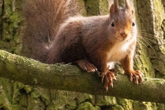 20210303_eichhoernchen_DSC07645_3000er_Meta