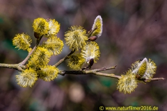 20210306_weidekaetzchen-12_6000-x-4000_Meta