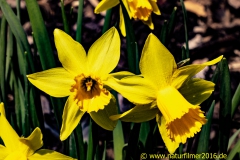 20210308_narzissen_DSC07733_3000er_Meta
