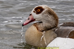 20210312_nilgans-12_3000er_Meta-3