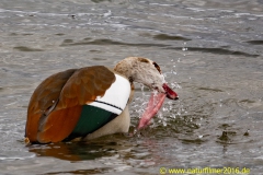 20210312_nilgans-9_3000er_Meta