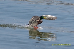 20210326_Ente1_meta