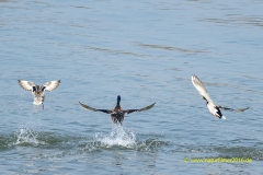 20210326_Ente_1_meta