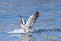 20210326_gans-Landung_meta