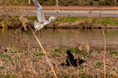 20210329_Graureiher_5_meta