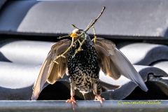 20210329_Star_Nestbau_5_meta