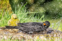 20210404_Amsel_traenke_baden_28_3000er_Meta