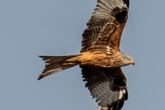 20210408_Rotmilan_Zerf_7_meta