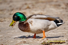 20210413_Enten_2_3000er_Meta