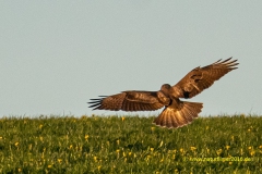 20210423_Bussard_1_meta